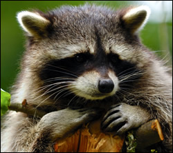 raccoon removal Irving